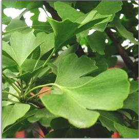 Hovenia dulcis 실제이미지